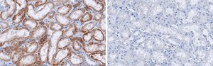 Anti-PDGF-C Antibody, clone 4D14 ZooMAb&#174; Rabbit Monoclonal recombinant, expressed in HEK 293 cells
