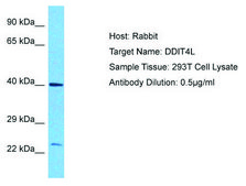 Anti-DDIT4L antibody produced in rabbit affinity isolated antibody