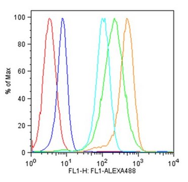 Anti-IFIT3 Antibody serum, from rabbit