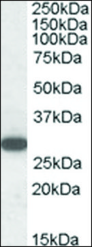 Anti-RGS18 (C-terminal) antibody produced in goat affinity isolated antibody, buffered aqueous solution