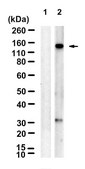 Anti-p-Upf1 (Ser1127) Antibody, clone 1C4-H1 ZooMAb&#174; Rabbit Monoclonal recombinant, expressed in HEK 293 cells