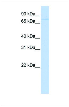 Anti-RNF43 antibody produced in rabbit affinity isolated antibody