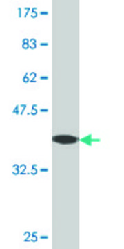 Monoclonal Anti-MFGE8 antibody produced in mouse clone 1E7, purified immunoglobulin, buffered aqueous solution