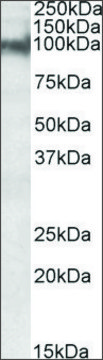 Anti-PKP2 antibody produced in goat affinity isolated antibody, buffered aqueous solution