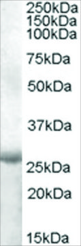 Anti-APOBEC2 (AA 180-190) antibody produced in goat affinity isolated antibody, buffered aqueous solution