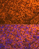 Anti-CYP2D6 Antibody, clone 1X3F0, Rabbit Monoclonal