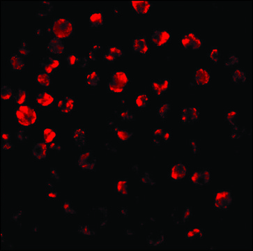 Anti-IRAK2 (ab1) antibody produced in rabbit affinity isolated antibody, buffered aqueous solution