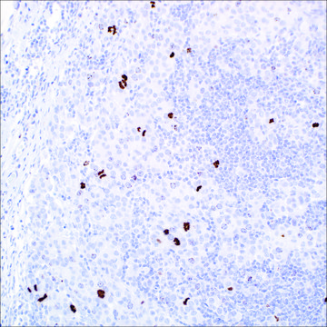 Phosphohistone H3 (PHH3) Rabbit Polyclonal Antibody