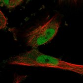 Anti-PDE1C antibody produced in rabbit Prestige Antibodies&#174; Powered by Atlas Antibodies, affinity isolated antibody, buffered aqueous glycerol solution