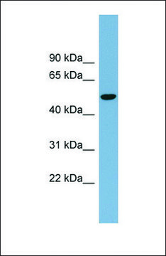 Anti-SLC2A8 antibody produced in rabbit affinity isolated antibody