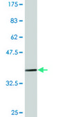 Monoclonal Anti-PDE4C antibody produced in mouse clone 6A10, ascites fluid