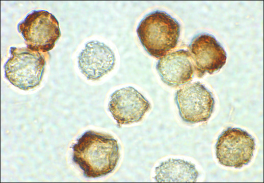 Anti-IRAK-2 antibody produced in rabbit affinity isolated antibody, buffered aqueous solution