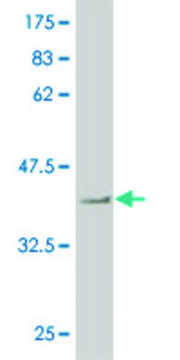 Monoclonal Anti-NEK2 antibody produced in mouse clone 2A10, purified immunoglobulin, buffered aqueous solution