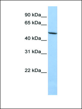 Anti-LOXL1 antibody produced in rabbit affinity isolated antibody