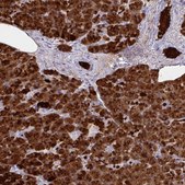Anti-PLA2G1B antibody produced in rabbit Prestige Antibodies&#174; Powered by Atlas Antibodies, affinity isolated antibody, buffered aqueous glycerol solution