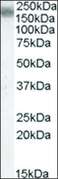 Anti-LRP4 antibody produced in goat affinity isolated antibody, buffered aqueous solution