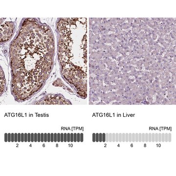 Anti-ATG16L1 antibody produced in rabbit Prestige Antibodies&#174; Powered by Atlas Antibodies, affinity isolated antibody, buffered aqueous glycerol solution