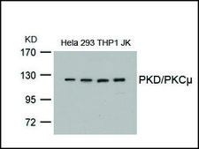 Anti-PRKD1 (Ab-738) antibody produced in rabbit affinity isolated antibody