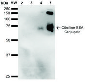 Monoclonal Anti-Citrulline antibody produced in mouse clone 2D3.1