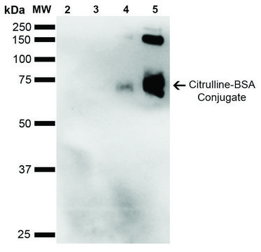 Monoclonal Anti-Citrulline-Allophycocyanin antibody produced in mouse clone 2D3.1