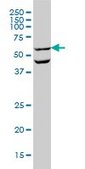 Monoclonal Anti-OCLN antibody produced in mouse clone 1G7, purified immunoglobulin, buffered aqueous solution