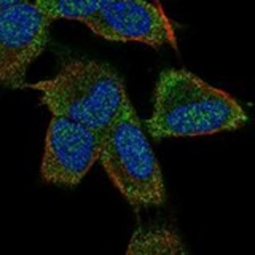 Anti-KCNK9 antibody produced in rabbit Prestige Antibodies&#174; Powered by Atlas Antibodies, affinity isolated antibody, buffered aqueous glycerol solution