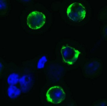 Anti-SARS-CoV-2 (COVID-19) Spike (cleavage site) antibody produced in rabbit affinity isolated antibody