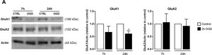 Anticorps anti-récepteur du glutamate&nbsp;2, extracellulaire, clone&nbsp;6C4 clone 6C4, Chemicon&#174;, from mouse