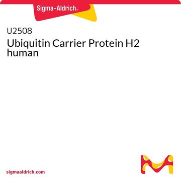 Ubiquitin Carrier Protein H2 human