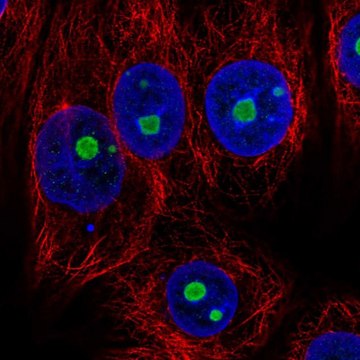 Anti-NOC2L antibody produced in rabbit Prestige Antibodies&#174; Powered by Atlas Antibodies, affinity isolated antibody