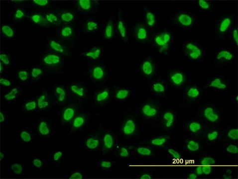 ANTI-SNAI2 antibody produced in mouse clone 4D11, purified immunoglobulin, buffered aqueous solution
