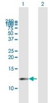 Anti-CDK2AP1 antibody produced in mouse purified immunoglobulin, buffered aqueous solution