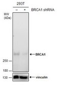 Monoclonal Anti-BRCA1 antibody produced in mouse
