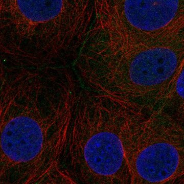 Anti-Fam209A Antibody Produced In Rabbit Prestige Antibodies&#174; Powered by Atlas Antibodies, affinity isolated antibody, buffered aqueous glycerol solution