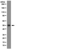 Anti-ATG5 Antibody, clone 177.19 clone 177.19, from mouse