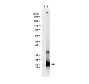 Anti-Enterobacterio Phage MS2 Coat Protein from rabbit, purified by affinity chromatography