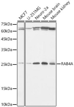 Anti-RAB4A Antibody, clone 8I5K1, Rabbit Monoclonal