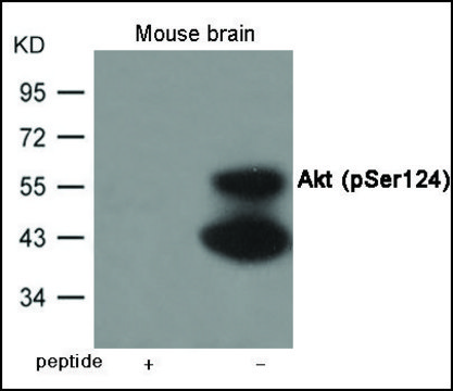 Anti-phospho-Akt (pSer124) antibody produced in rabbit affinity isolated antibody