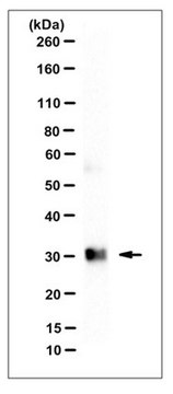 Anti-Prohibitin-1 (PHB1), clone 1G5C1 Antibody clone 1G5C1, from rat