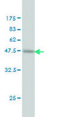 Monoclonal Anti-PROCR antibody produced in mouse clone M2, purified immunoglobulin, buffered aqueous solution