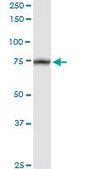 Anti-TRAP1 antibody produced in rabbit purified immunoglobulin, buffered aqueous solution