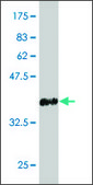 ANTI-LHX1 antibody produced in mouse clone 2A8, purified immunoglobulin, buffered aqueous solution