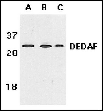 Anti-DEDAF Antibody Chemicon&#174;, from rabbit