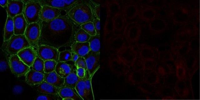 Anti-&#945;-Tubulin Antibody, clone DM1A, Alexa Fluor&#8482; 647 conjugate clone DM1A, from mouse, ALEXA FLUOR&#8482; 647