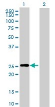 Anti-RND3 antibody produced in mouse purified immunoglobulin, buffered aqueous solution