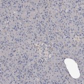 Anti-TNR antibody produced in rabbit Prestige Antibodies&#174; Powered by Atlas Antibodies, affinity isolated antibody, buffered aqueous glycerol solution