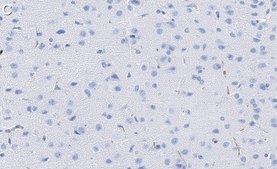 Anti-AFF2 Antibody, clone 1G13 ZooMAb&#174; Rabbit Monoclonal recombinant, expressed in HEK 293 cells