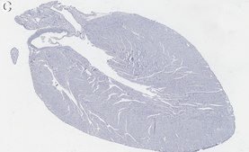 Anti-Sarcolipin Antibody, clone 1E10 ZooMAb&#174; Rabbit Monoclonal recombinant, expressed in HEK 293 cells