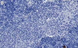 Anti-IDO1 Antibody, clone 1B17 ZooMAb&#174; Rabbit Monoclonal recombinant, expressed in HEK 293 cells