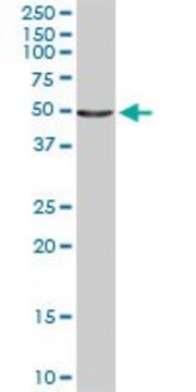 Anti-IL6R antibody produced in rabbit purified immunoglobulin, buffered aqueous solution